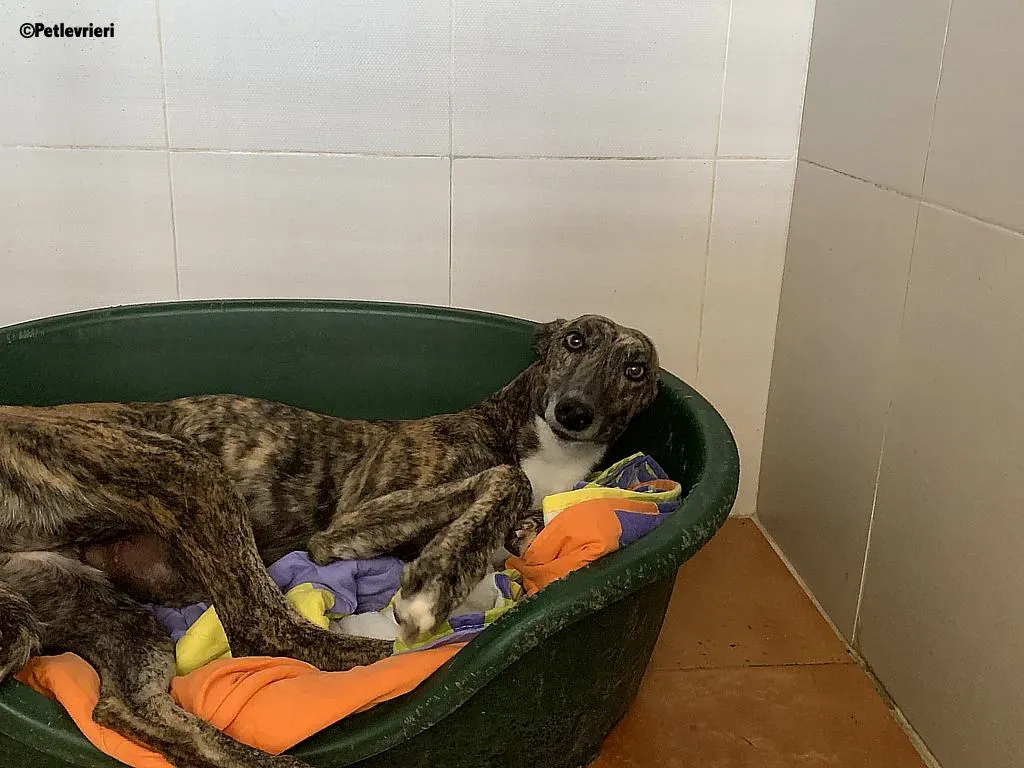 Anais adozione levrieri galgo 9