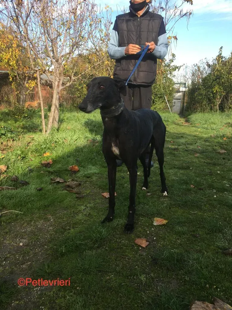 Anastasia adozione levrieri galgo 1