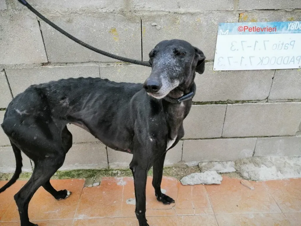 Anastasia adozione levrieri galgo 1jpg