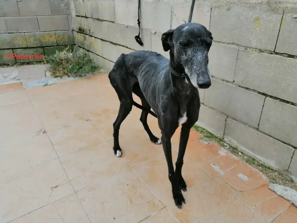 Anastasia adozione levrieri galgo 2 jpg