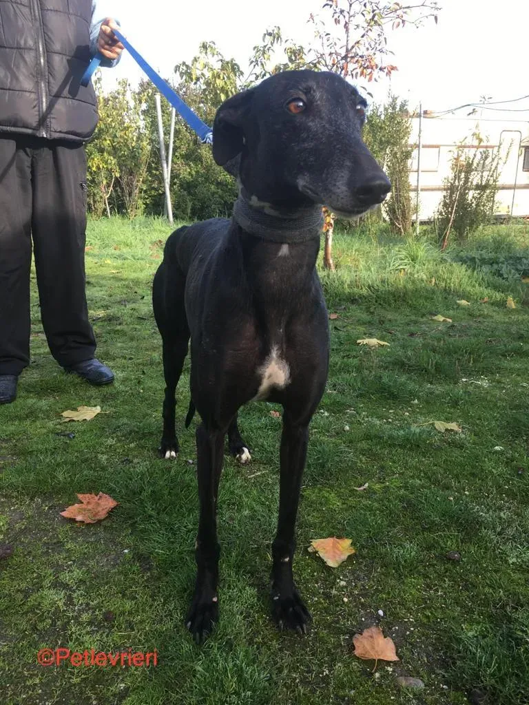 Anastasia adozione levrieri galgo 2