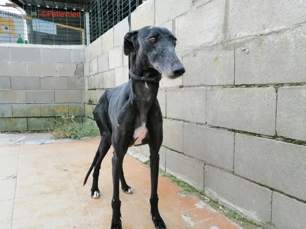 Anastasia adozione levrieri galgo 3 jpg