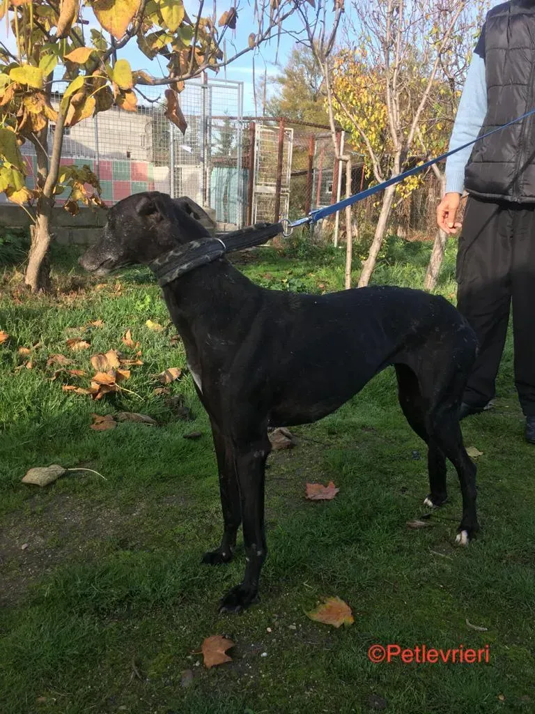 Anastasia adozione levrieri galgo 3
