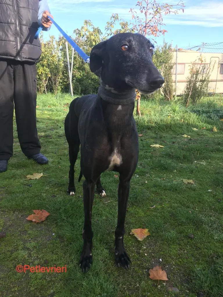 Anastasia adozione levrieri galgo 5