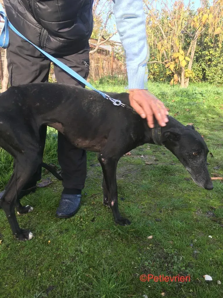 Anastasia adozione levrieri galgo 6