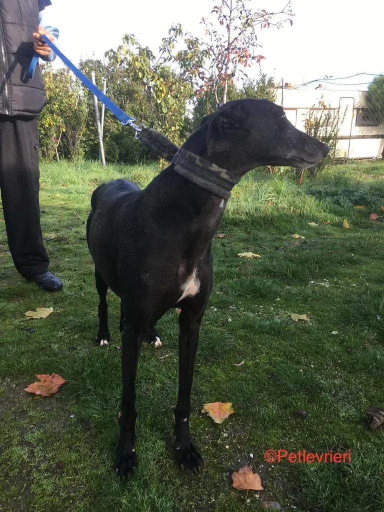 Anastasia adozione levrieri galgo 7