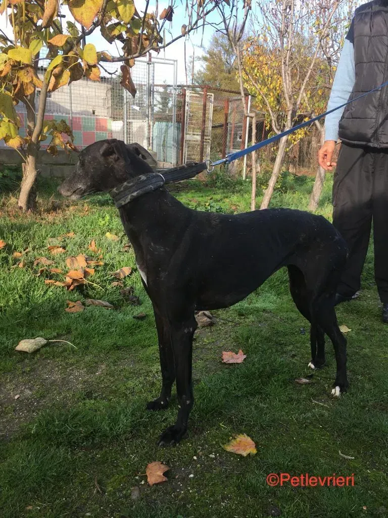 Anastasia adozione levrieri galgo 8