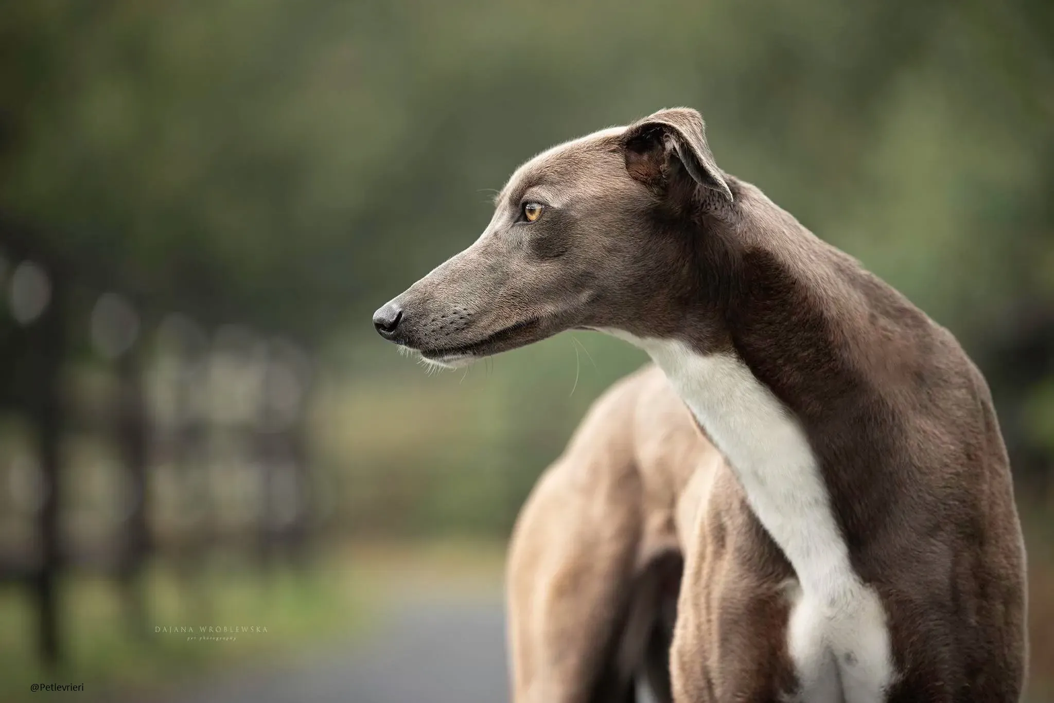 Andrea Greyhound Adozione levrieri.pet 1