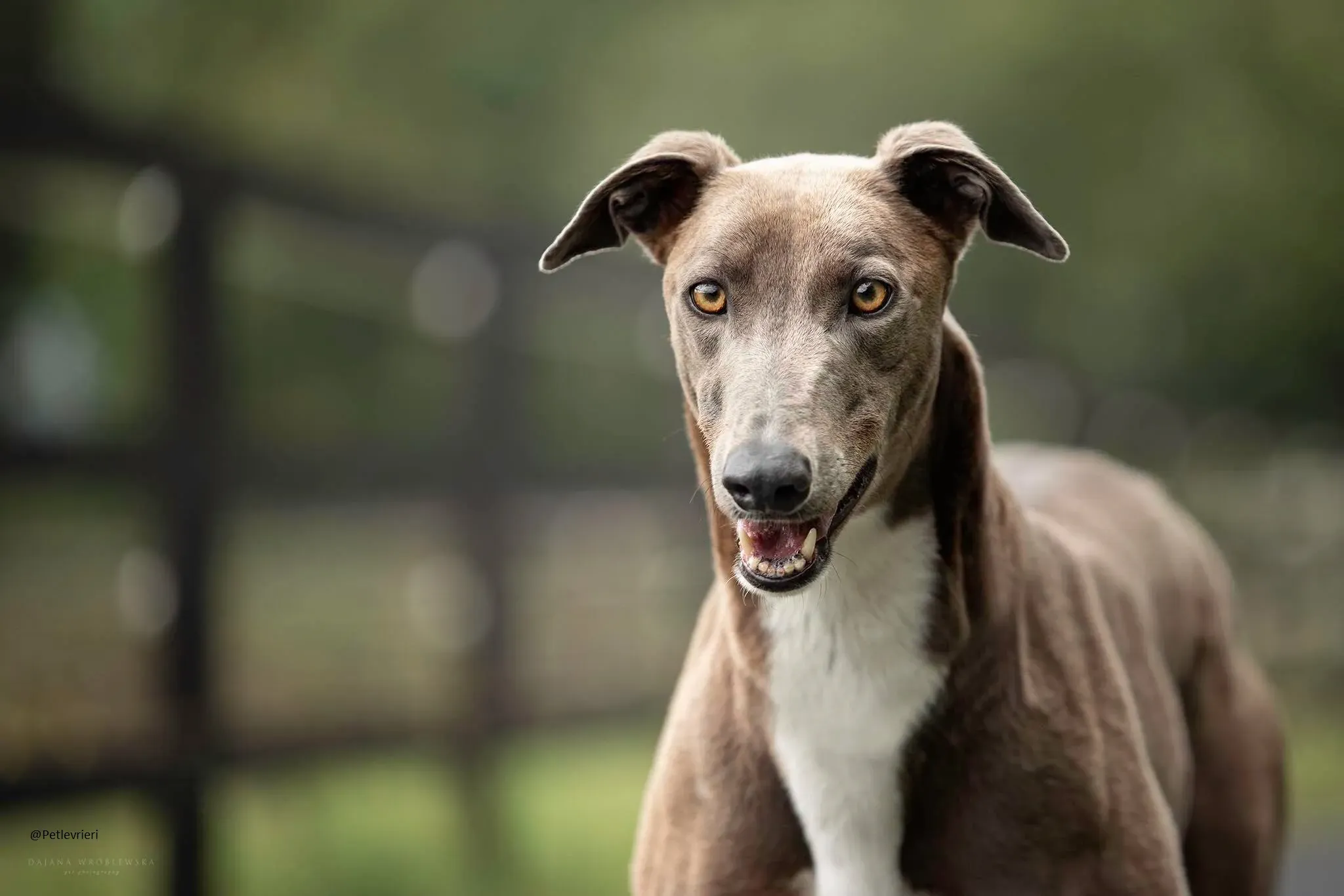 Andrea Greyhound Adozione levrieri.pet 2