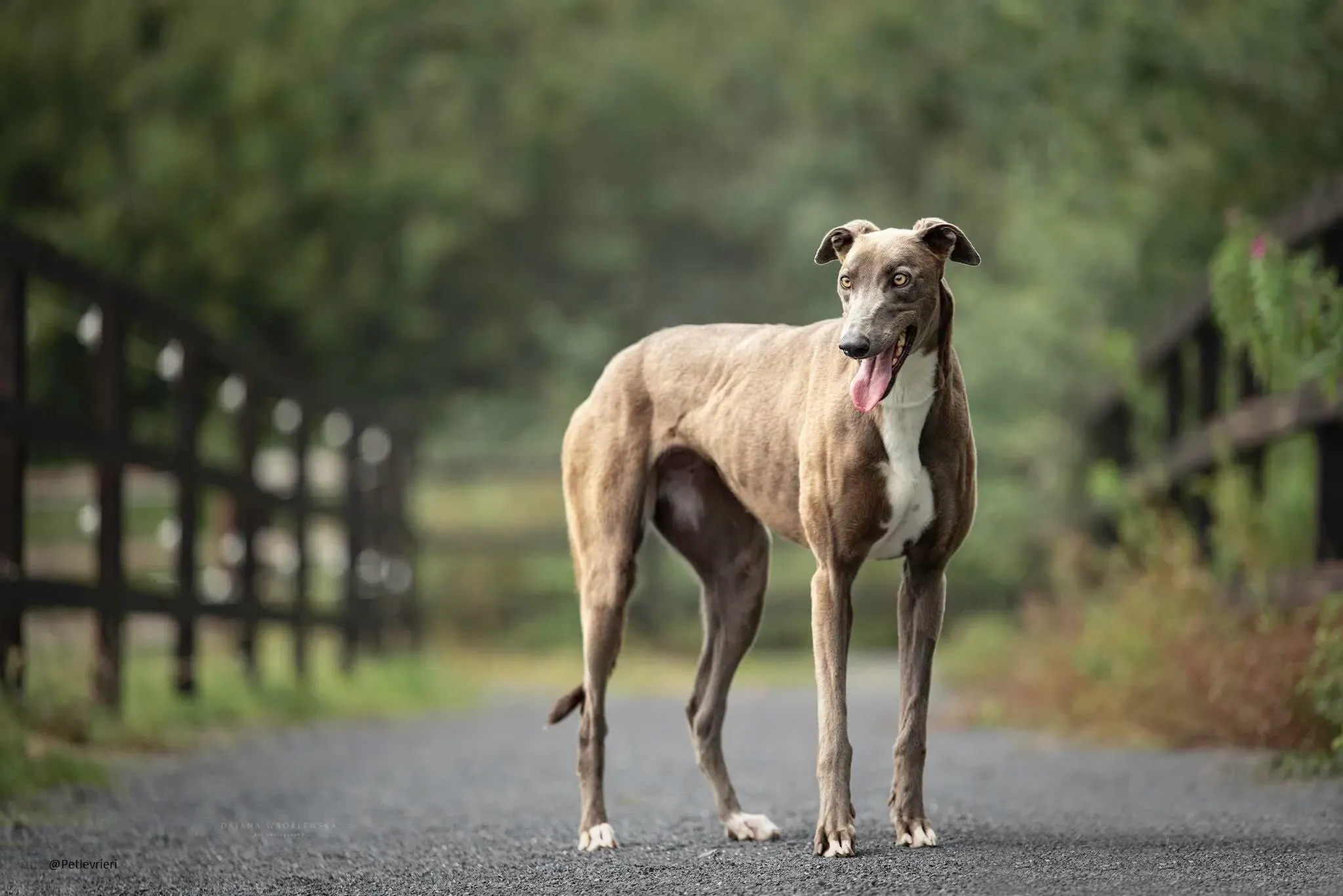 Andrea Greyhound Adozione levrieri.pet 3