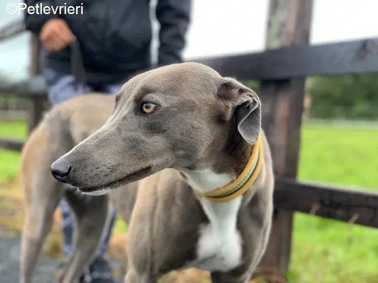 Andrea adozione levrieri greyhound 1