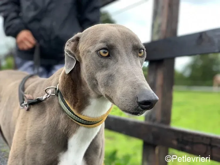 Andrea adozione levrieri greyhound 2