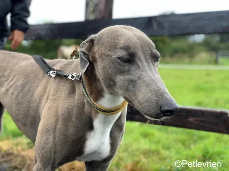 Andrea adozione levrieri greyhound 3