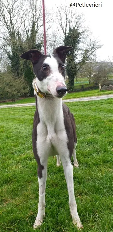 Andrina Greyhound Adozione Levrieri 1