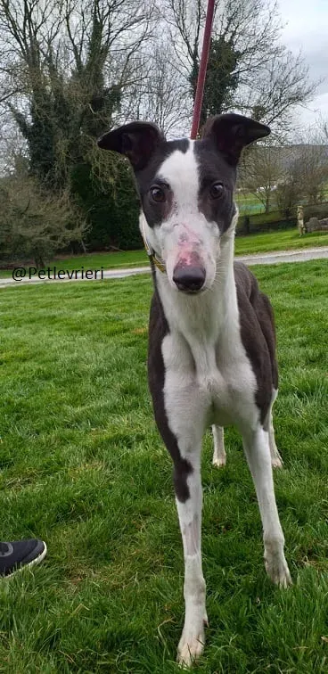 Andrina Greyhound Adozione Levrieri 2