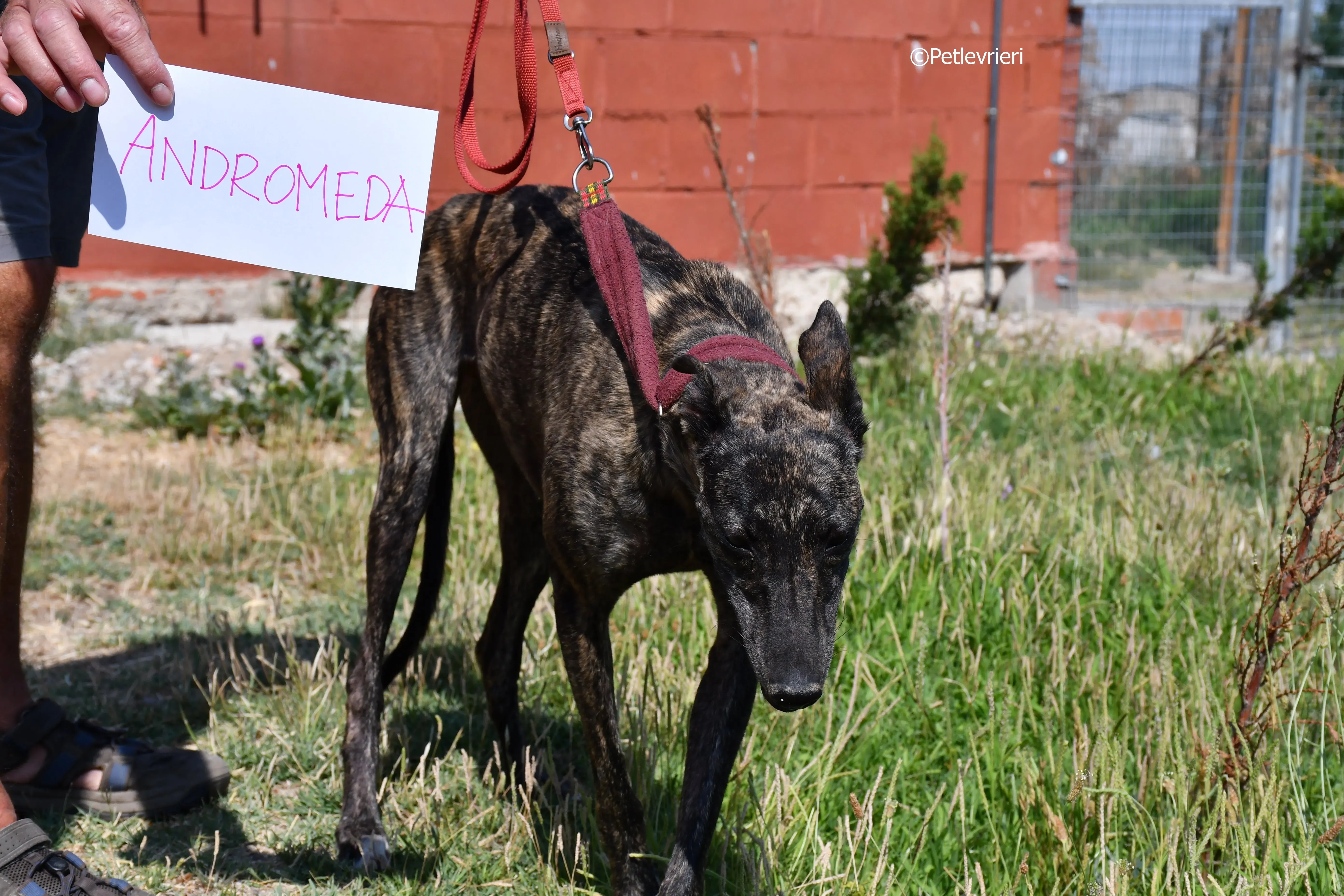 Andromeda adozione levrieri galgo 1