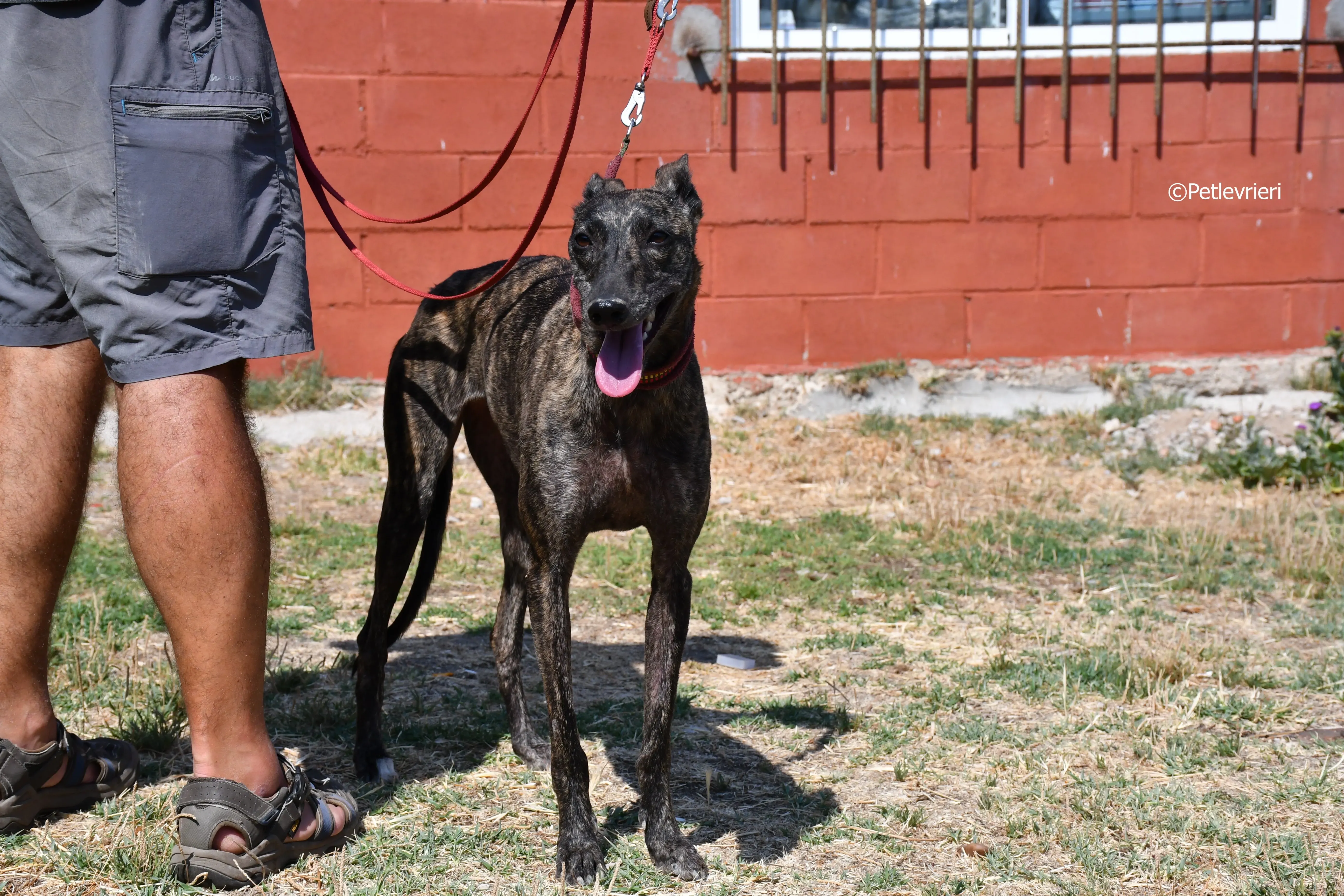 Andromeda adozione levrieri galgo 4