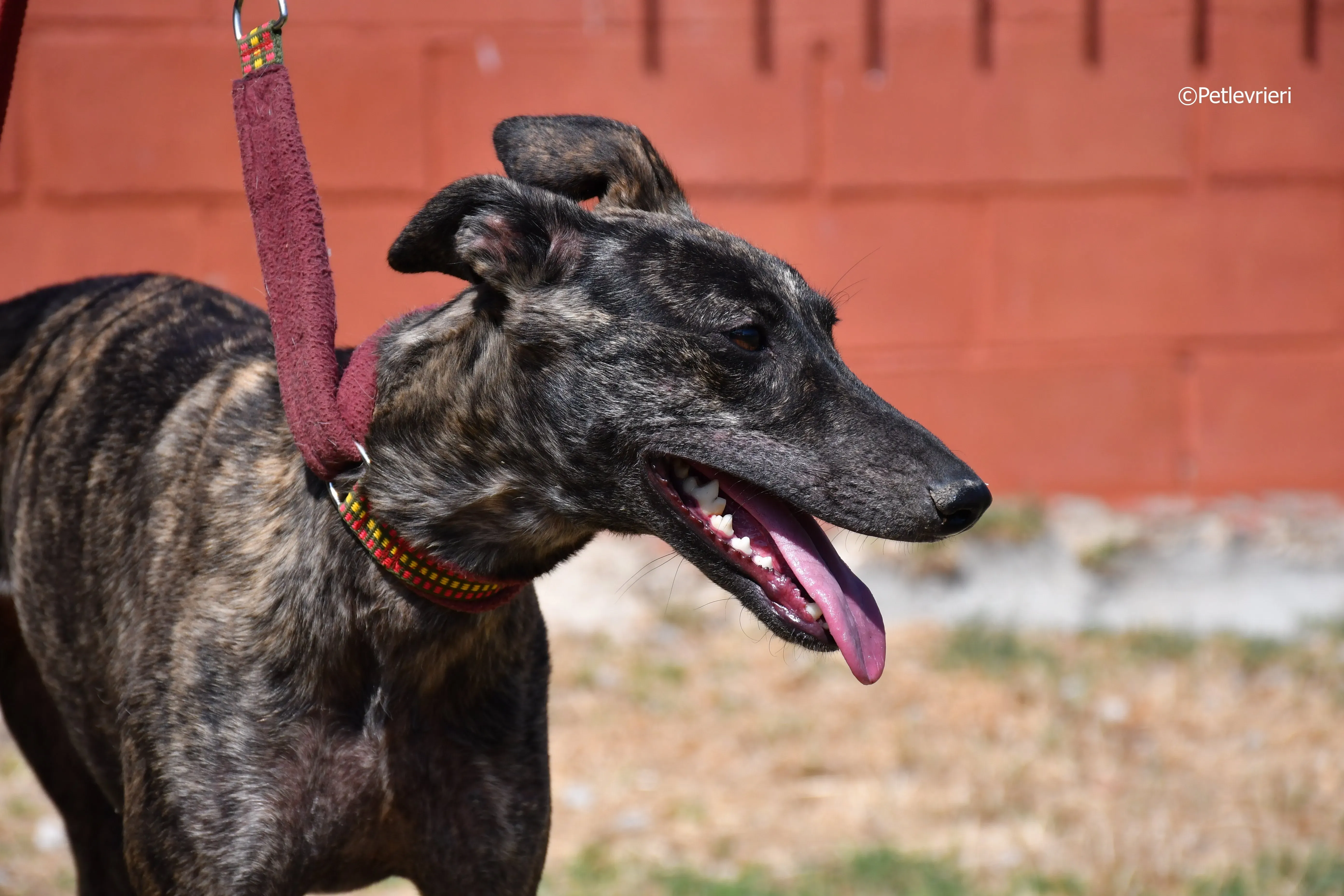 Andromeda adozione levrieri galgo 5