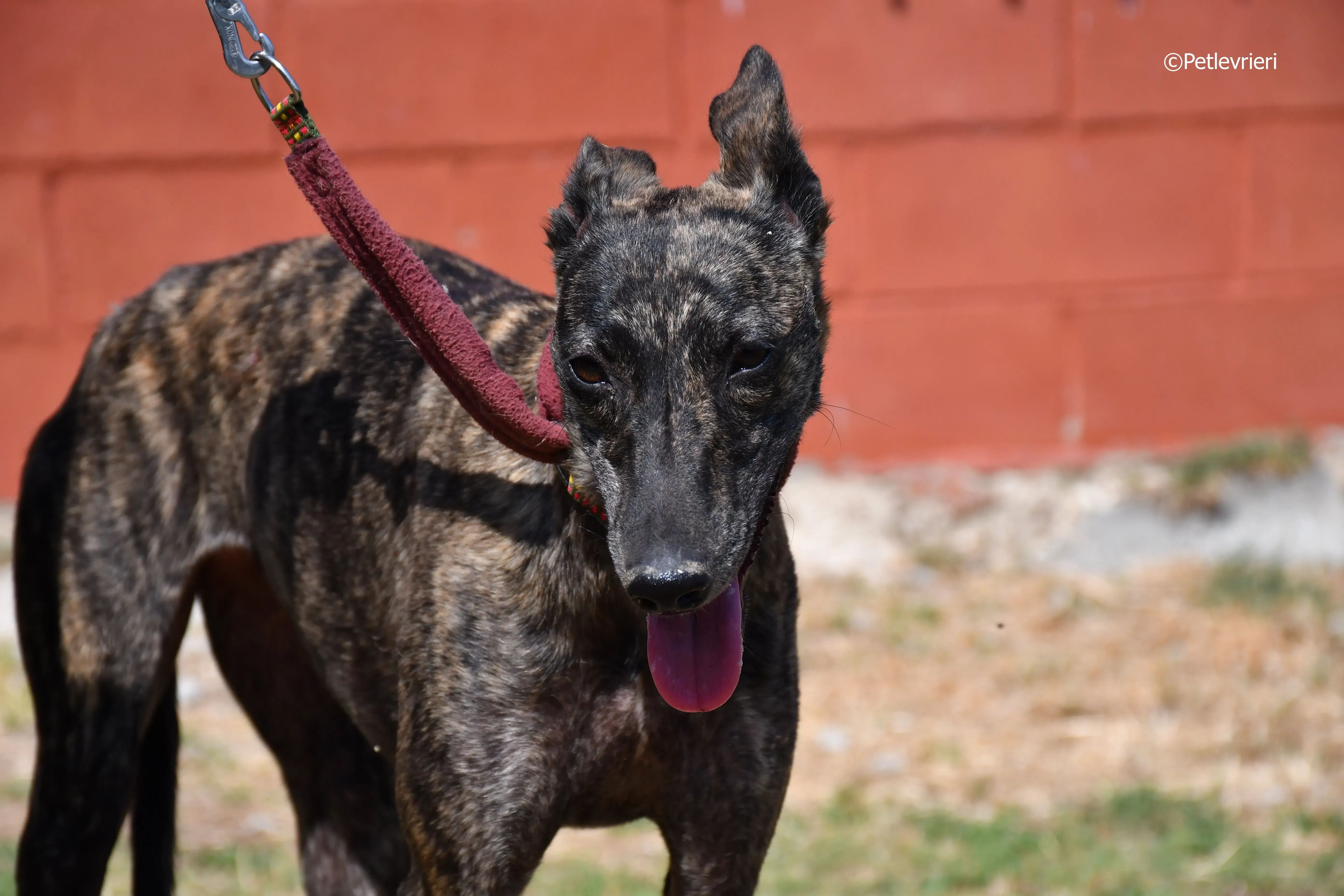 Andromeda adozione levrieri galgo 6