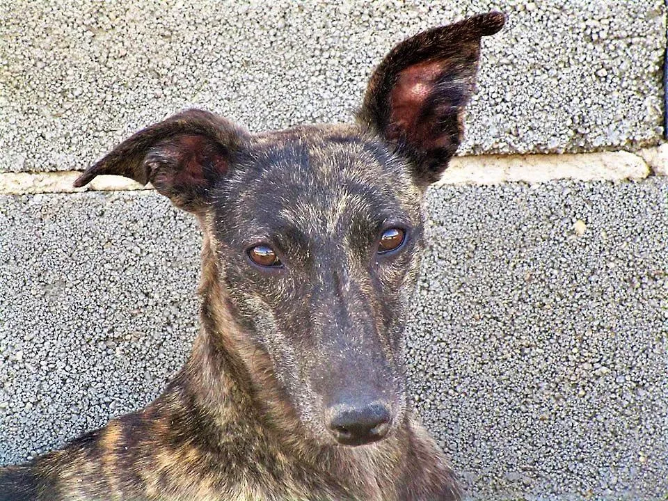 Andromeda adozione levrieri galgo00