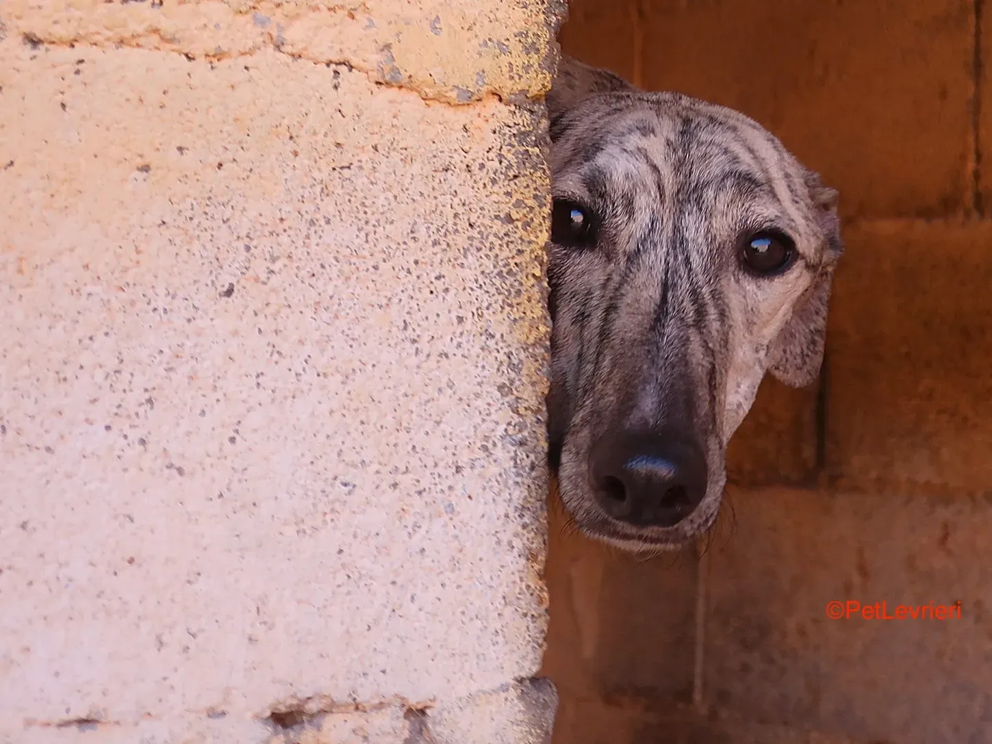 Angel adozione levrieri galgo 1