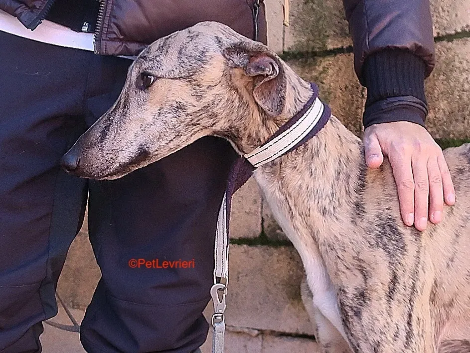 Angel adozione levrieri galgo 10