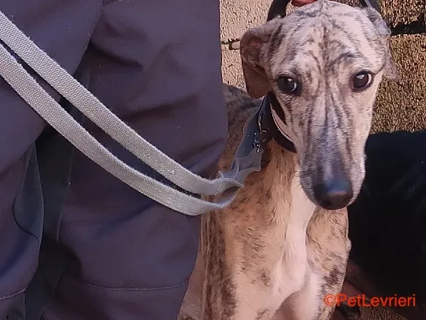 Angel adozione levrieri galgo 2