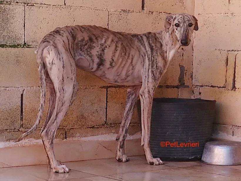 Angel adozione levrieri galgo 3