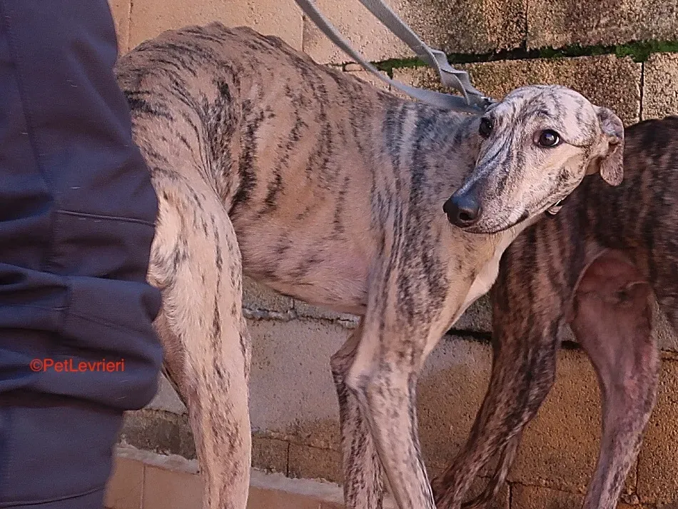 Angel adozione levrieri galgo 4