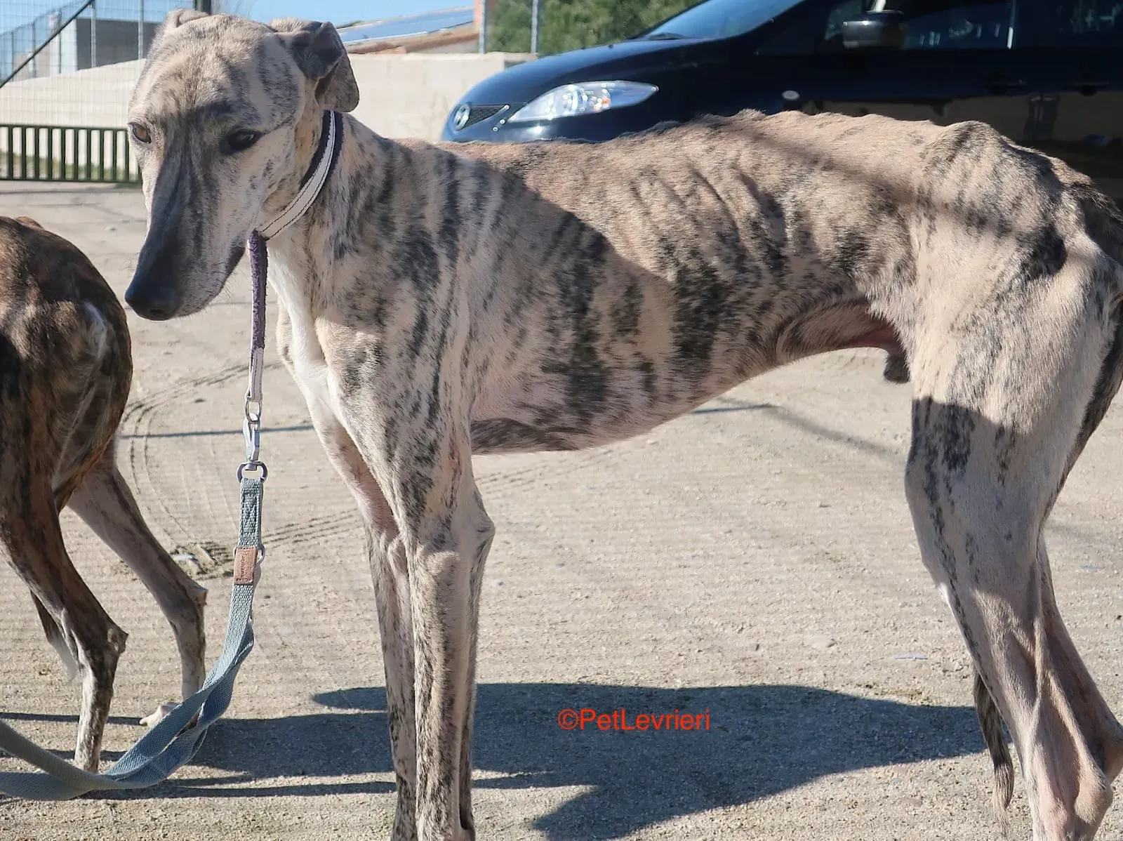 Angel adozione levrieri galgo 5