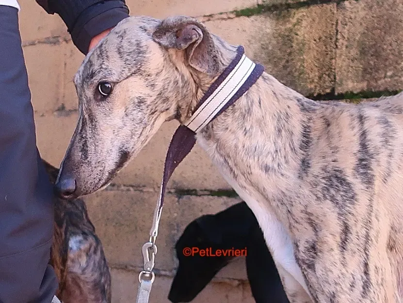 Angel adozione levrieri galgo 6