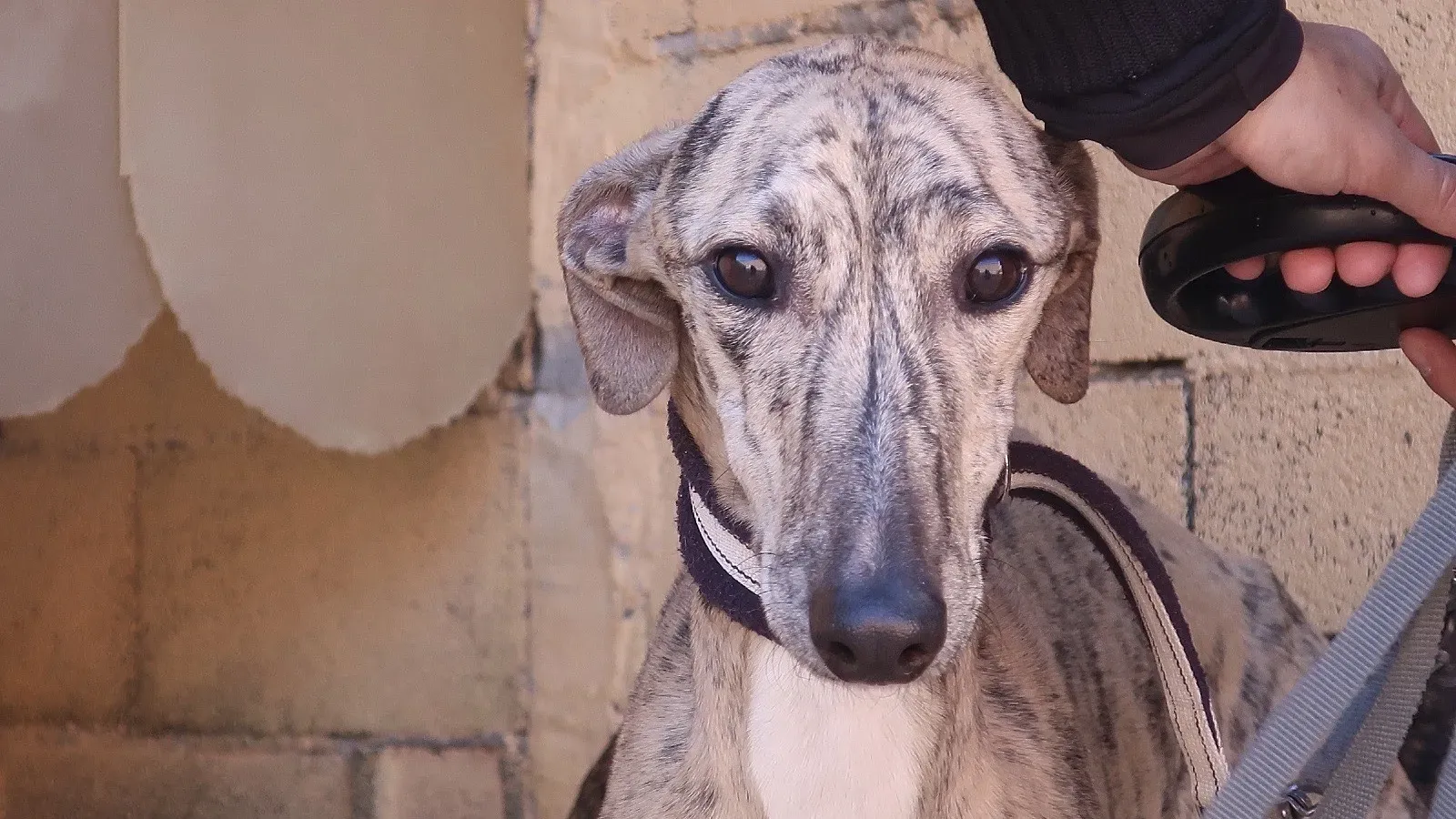 Angel adozione levrieri galgo 7 2