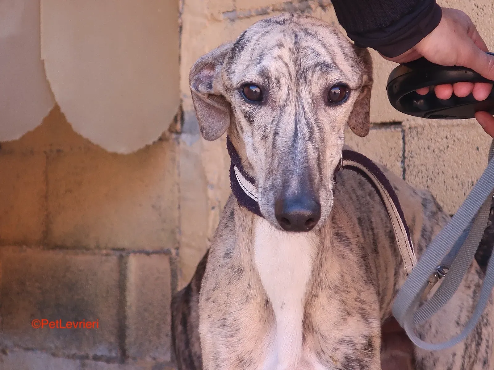 Angel adozione levrieri galgo 7