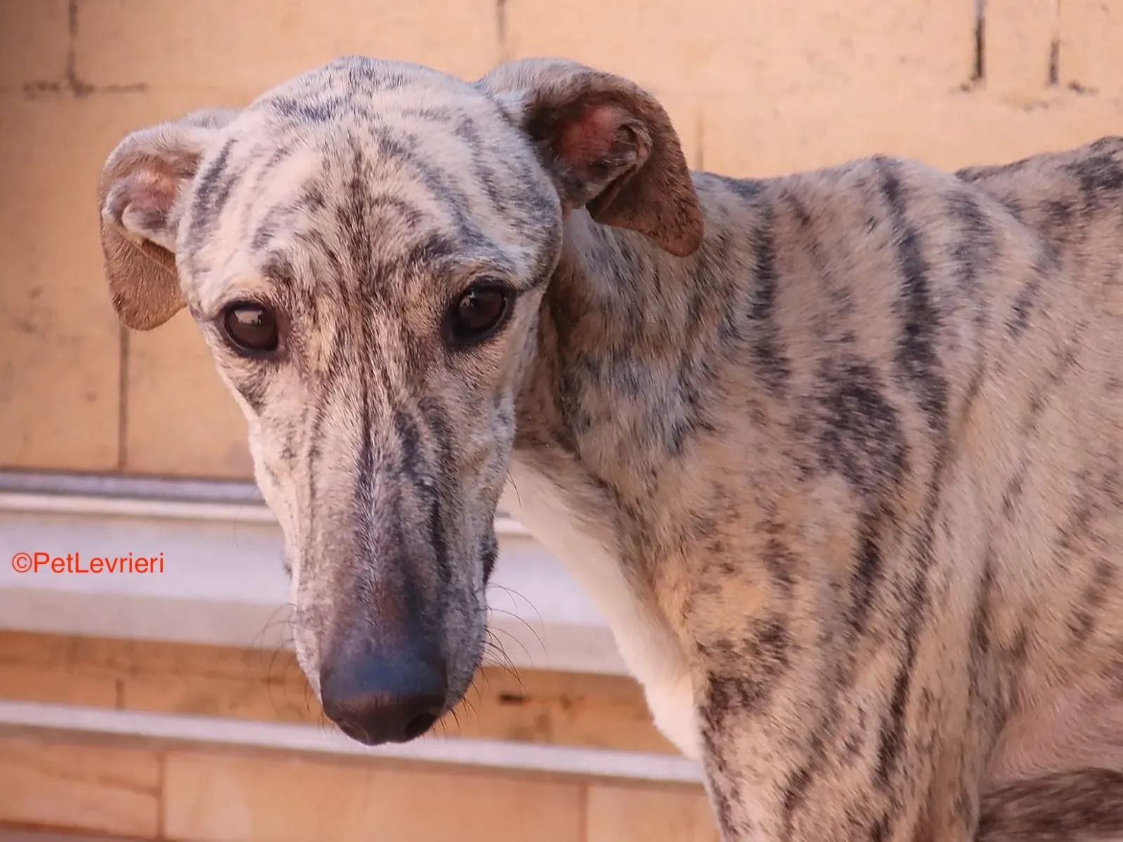 Angel adozione levrieri galgo 8