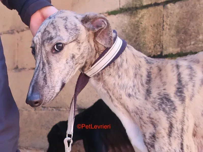 Angel adozione levrieri galgo 9