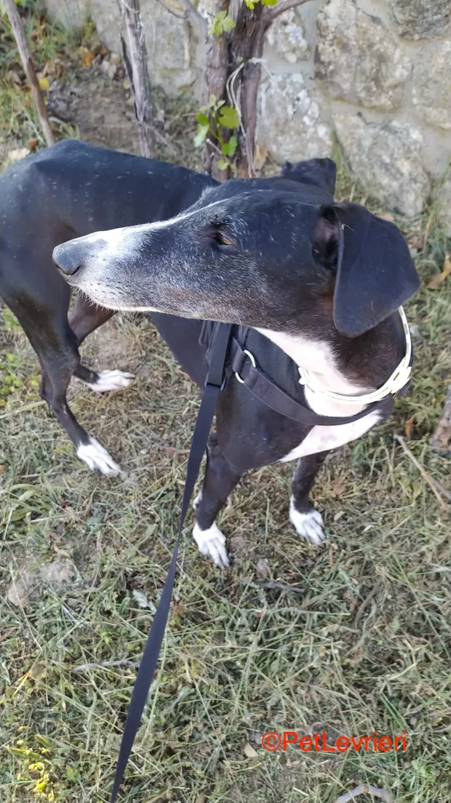 Angela adozione lervieri galgo 6