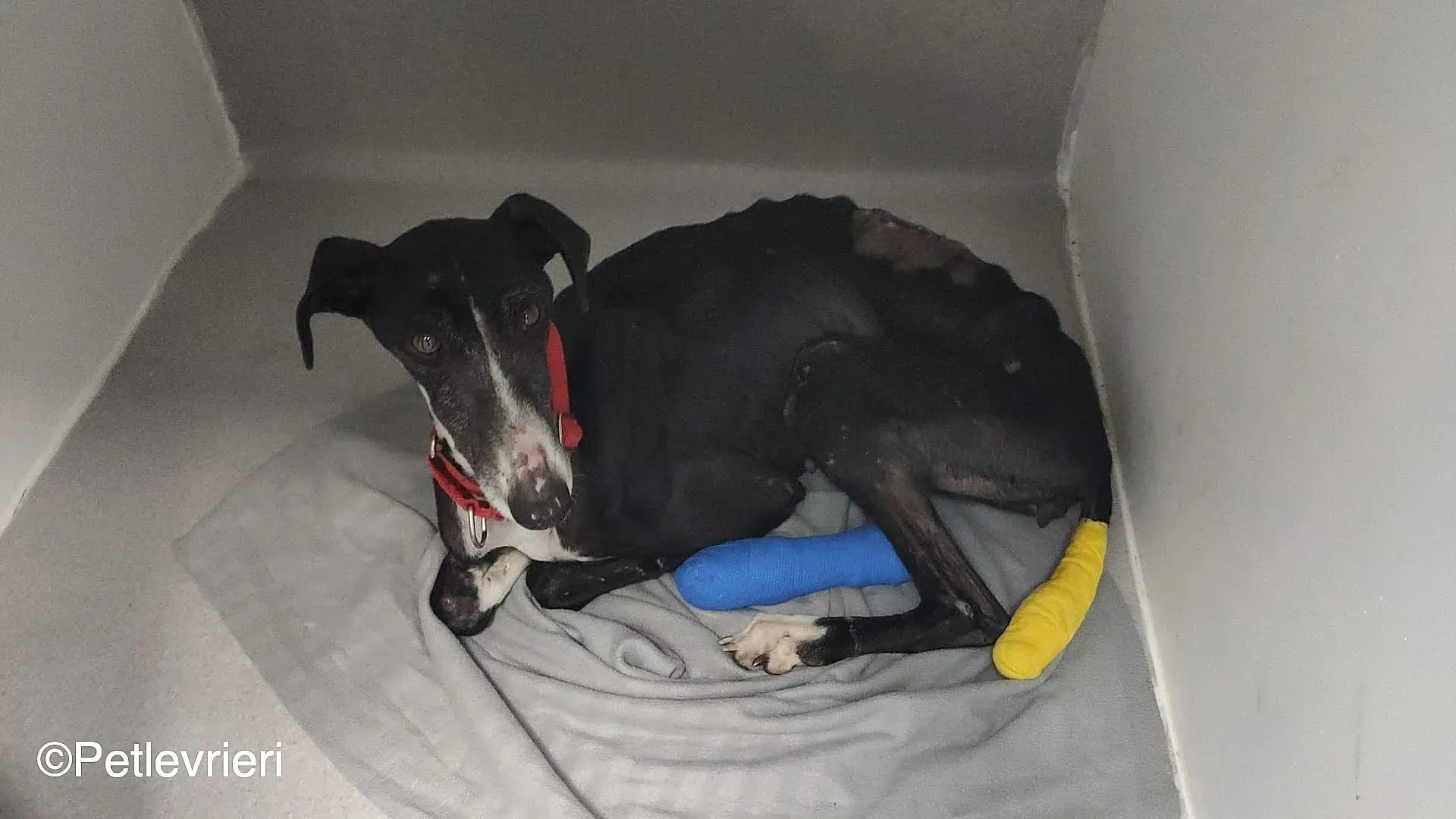 Angela adozione levrieri galgo 01