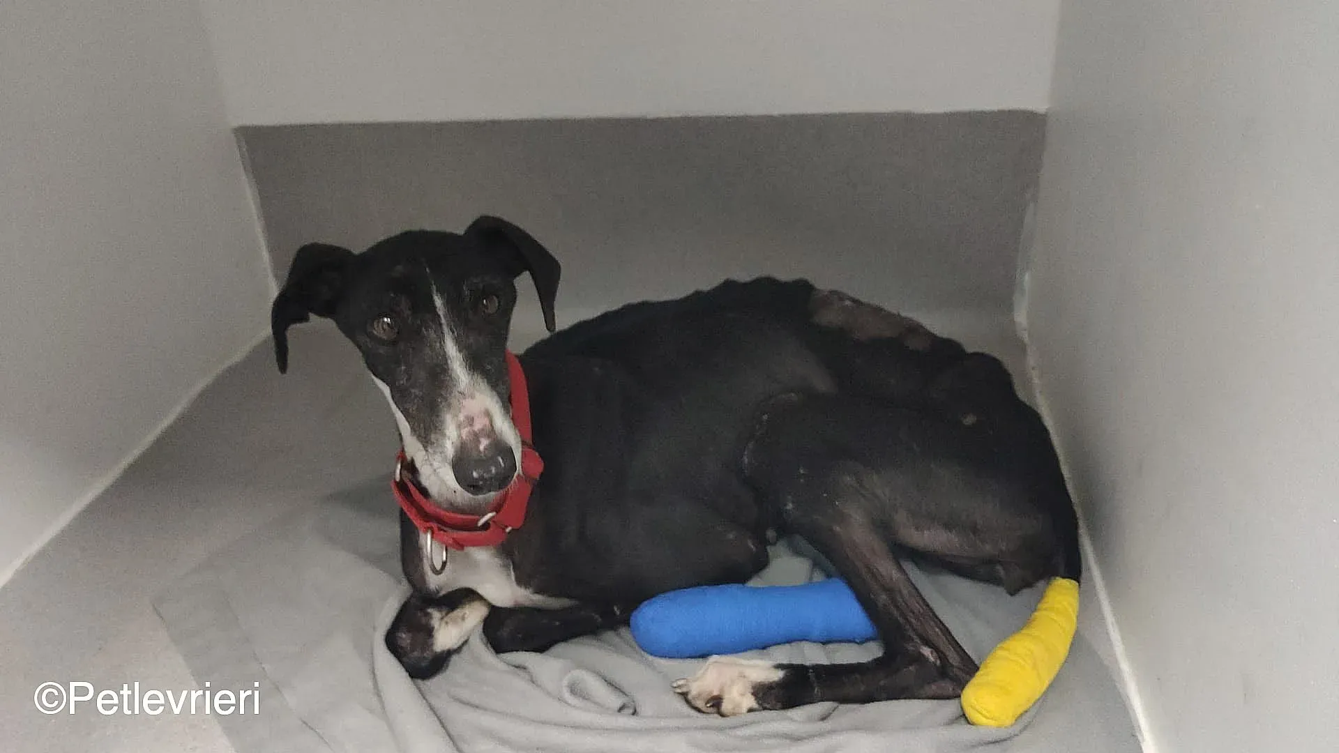 Angela adozione levrieri galgo 02