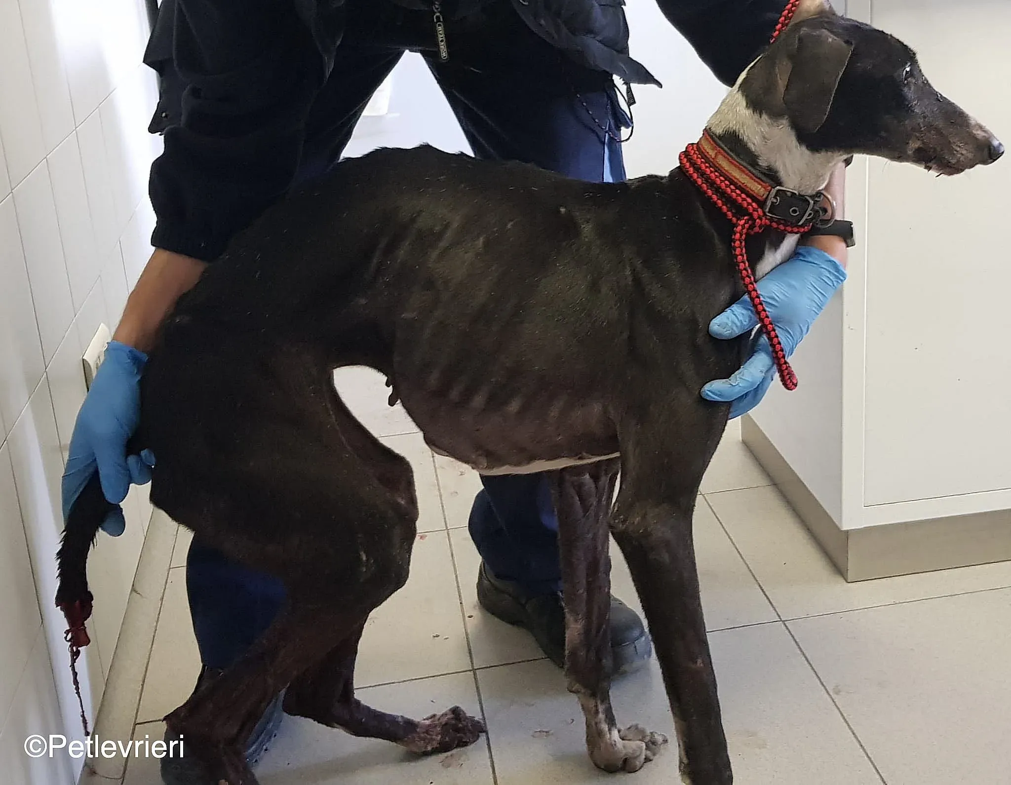 Angela adozione levrieri galgo 03