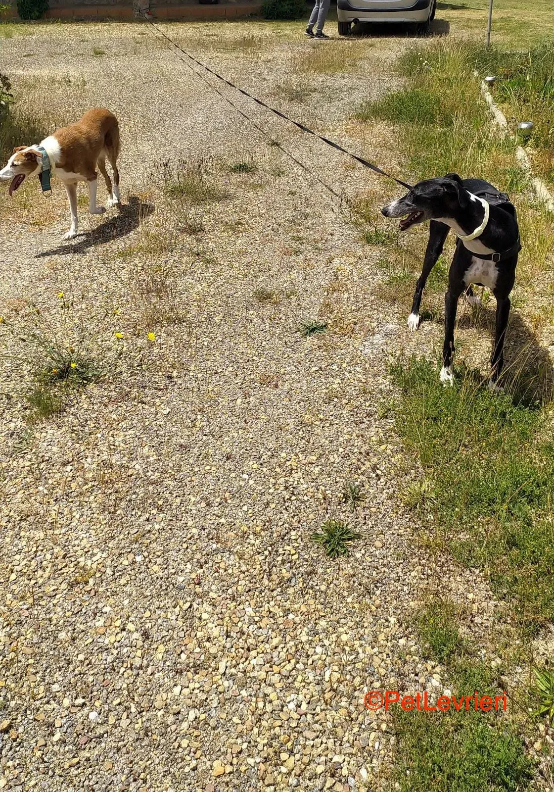 Angela adozione levrieri galgo 1