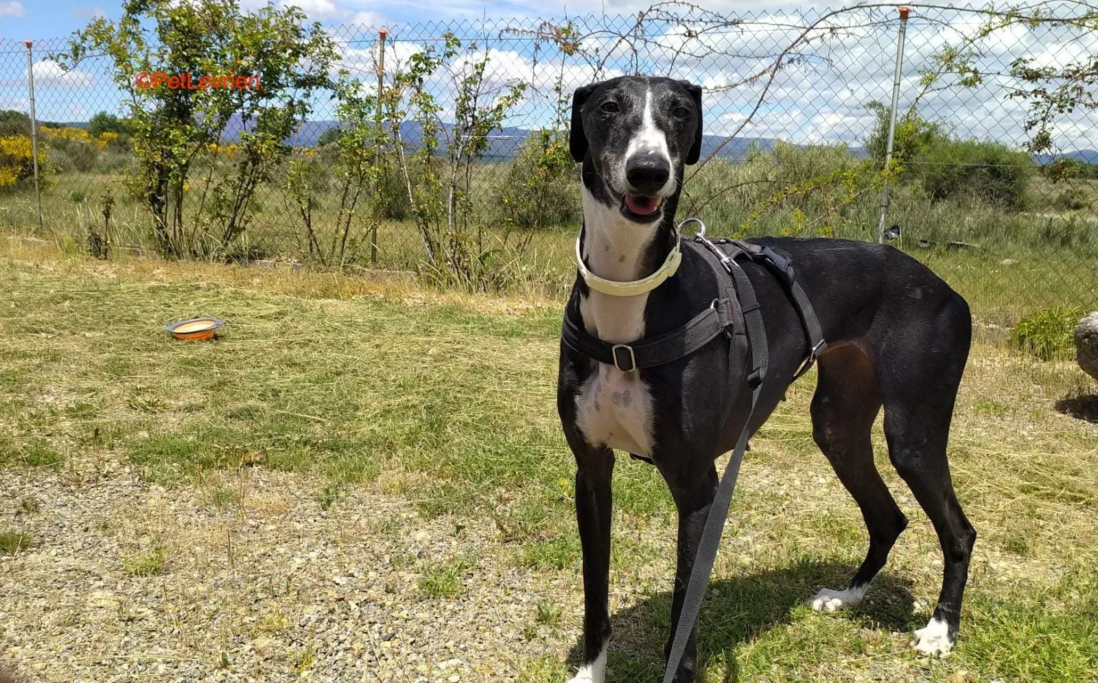 Angela adozione levrieri galgo 2