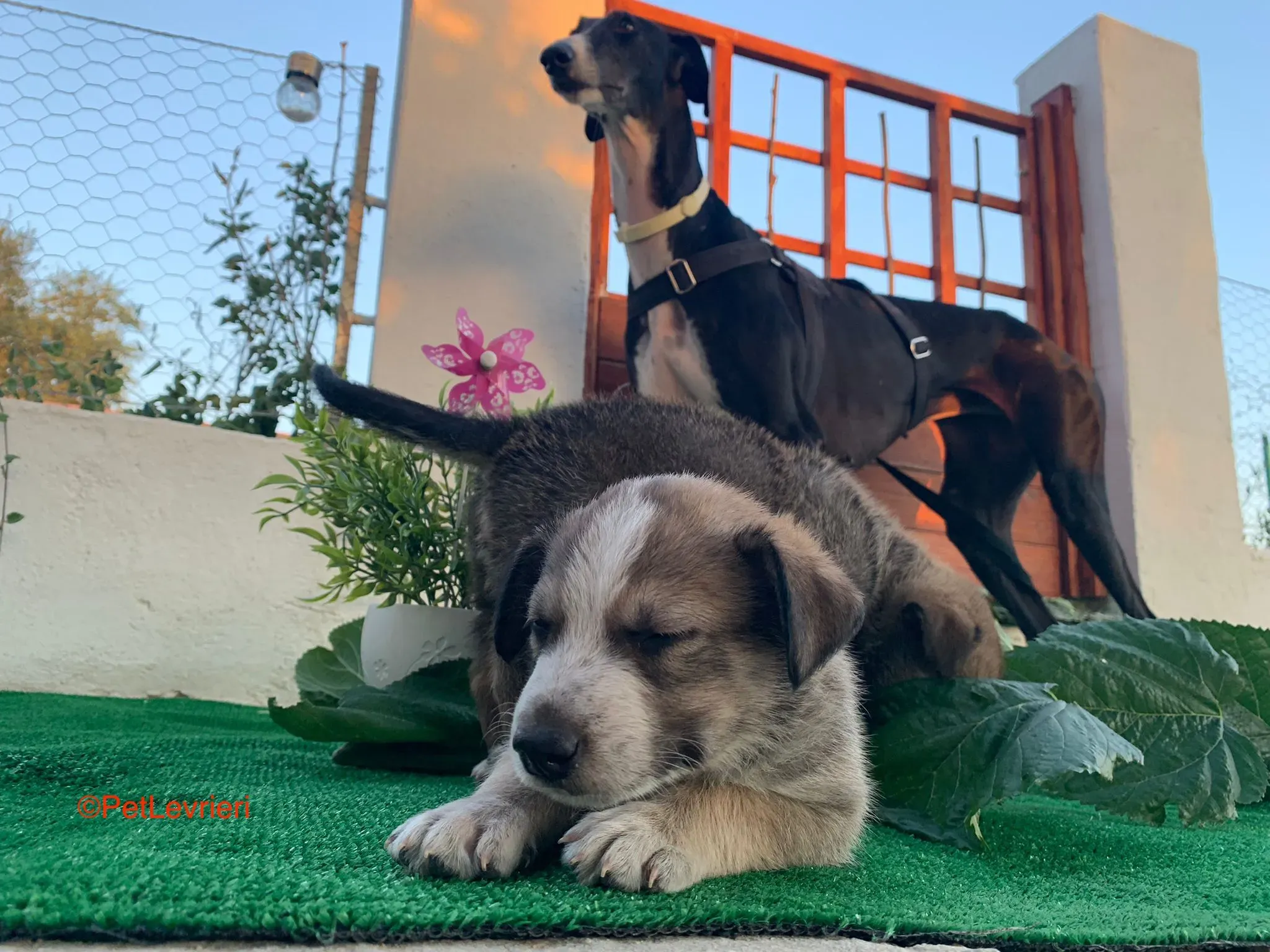 Angela adozione levrieri galgo 3