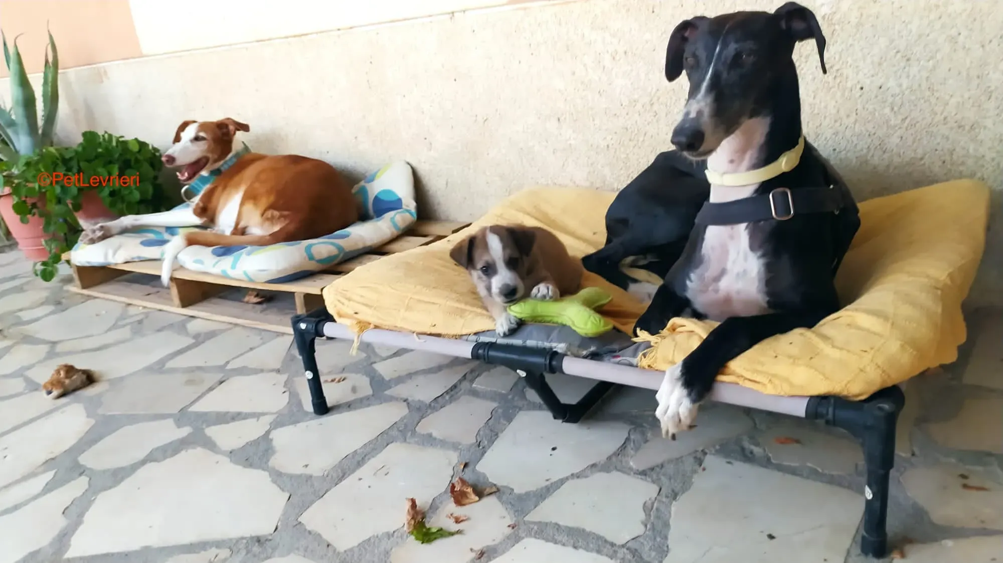 Angela adozione levrieri galgo 4