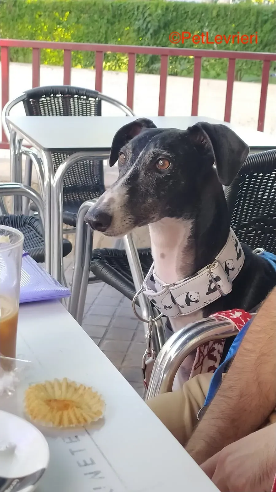 Angela adozione levrieri galgo 5