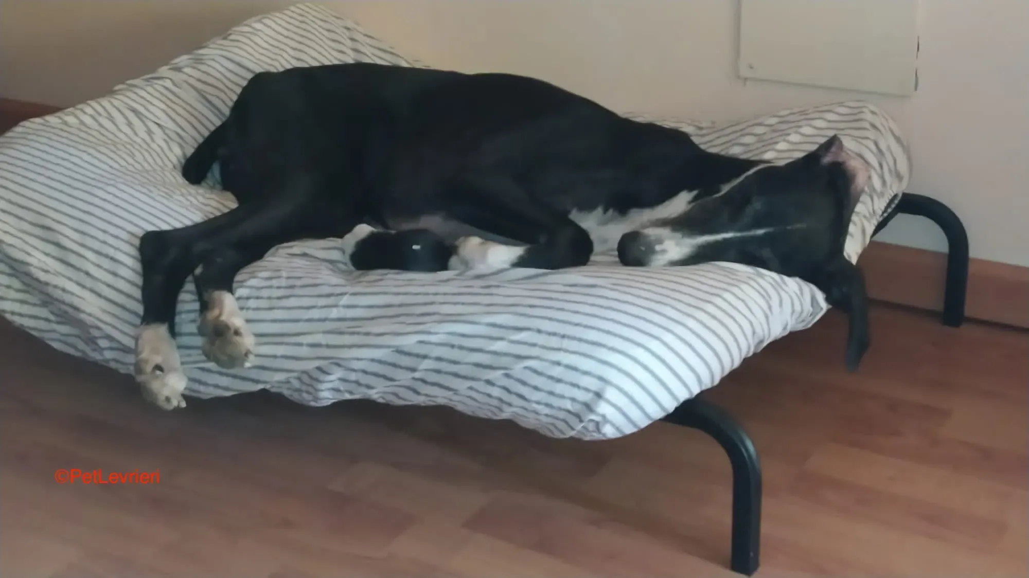 Angela adozione levrieri galgo 7