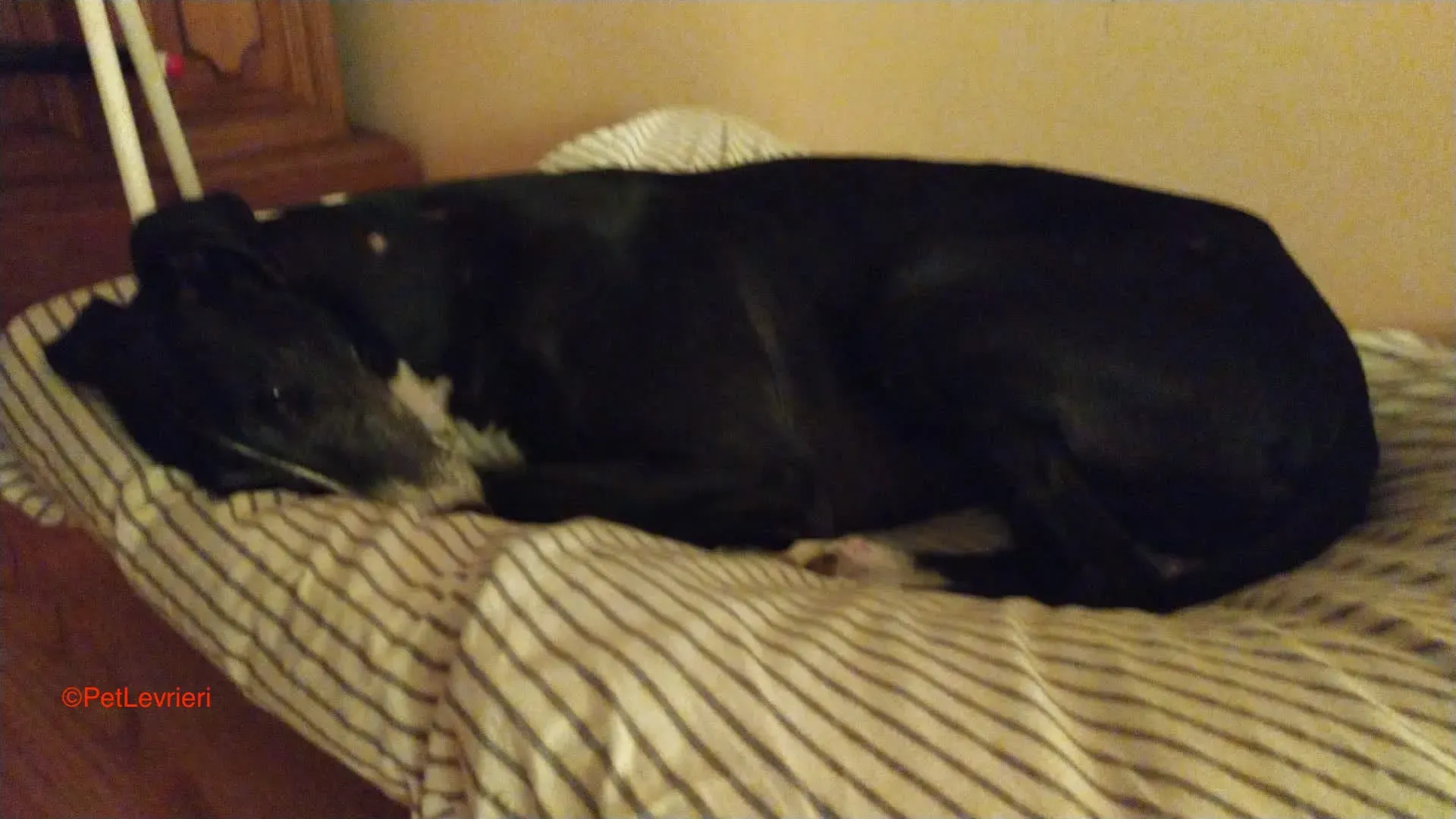 Angela adozione levrieri galgo 8