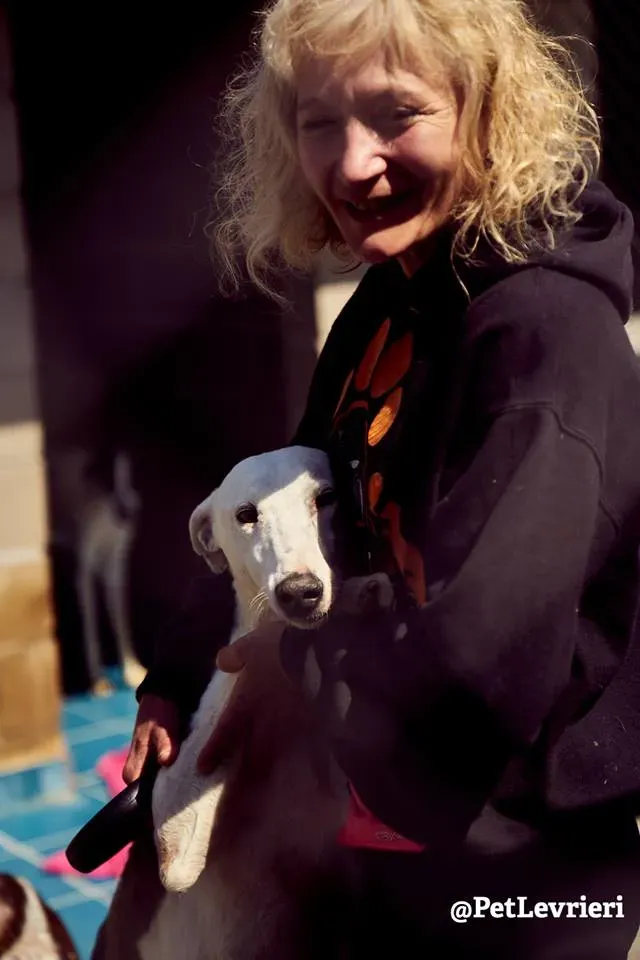 Angelo galgo adozione 1