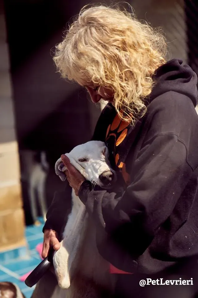 Angelo galgo adozione