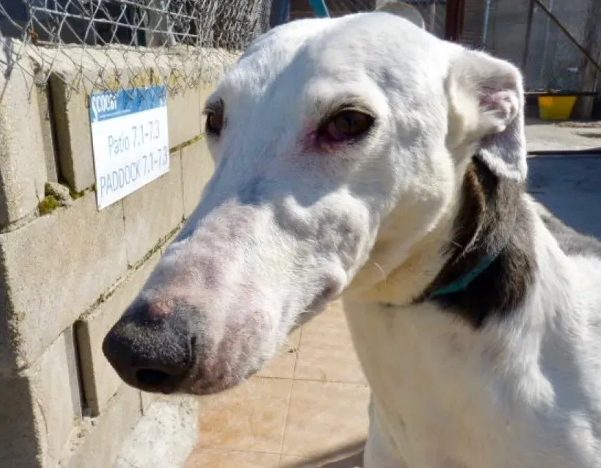 AngeloFrido galgo adozione pet levrieri onlus 17