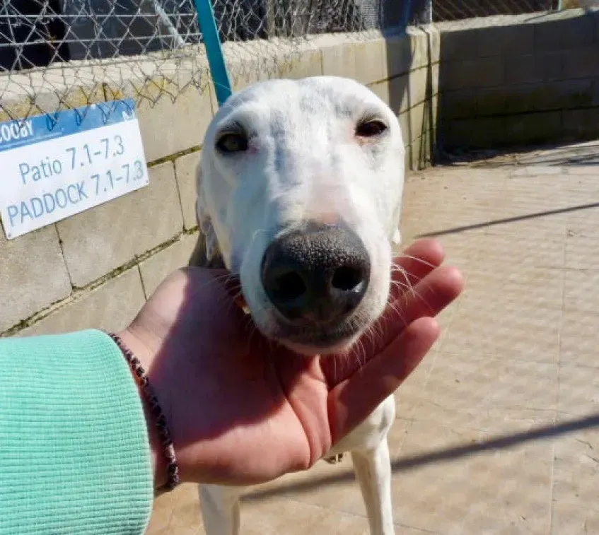 AngeloFrido galgo adozione pet levrieri onlus 18